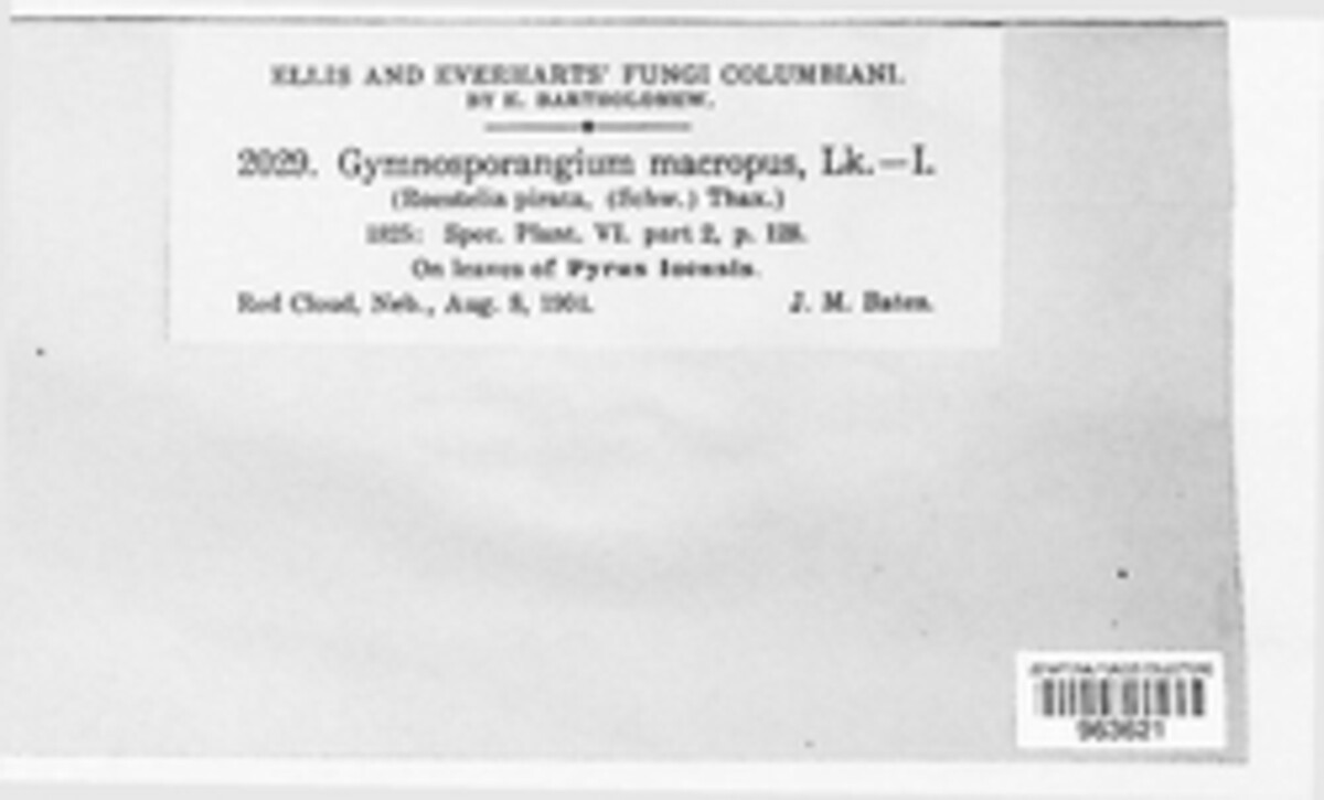 Gymnosporangium macropus image